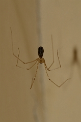 David Plant Photography - Wildlife Photography - Pholcus phalangioides - A